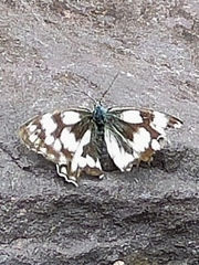 Melanargia