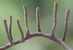 Thamnomyces chocoensis