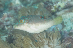 Canthigaster compressa