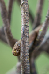 Thamnomyces chocoensis