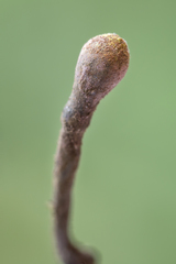 Thamnomyces chocoensis