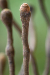 Thamnomyces chocoensis