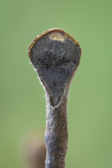 Thamnomyces chocoensis