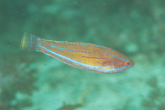 Paracheilinus flavianalis