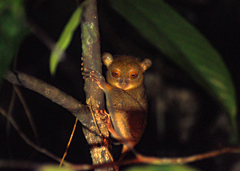 Cephalopachus bancanus