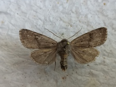 Orthosia populeti