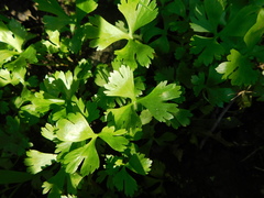 Ranunculus flabellaris