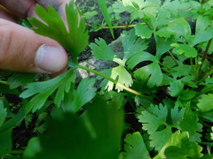 Ranunculus flabellaris