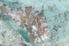 Pseudomonacanthus macrurus