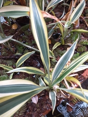 Dracaena sanderiana