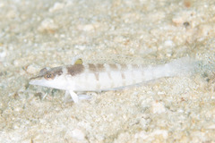 Parapercis lineopunctata