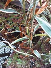 Dracaena sanderiana