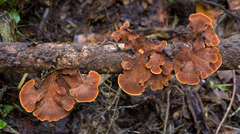 Hymenochaete iodina