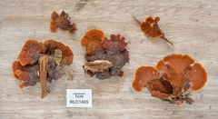 Hymenochaete iodina