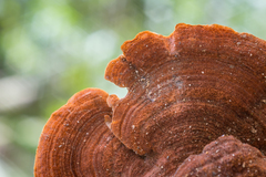 Hymenochaete iodina
