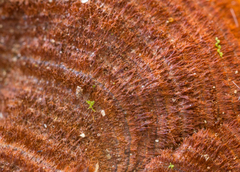 Hymenochaete iodina
