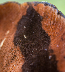 Hymenochaete iodina