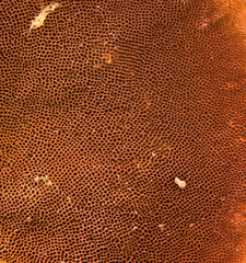 Hymenochaete iodina