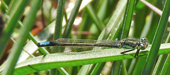 Ischnura gemina