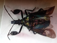 Heteroscelis servillei