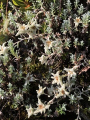Leontopodium microphyllum