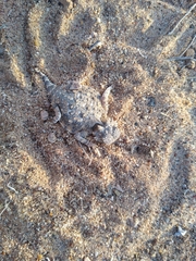 Phrynosoma goodei