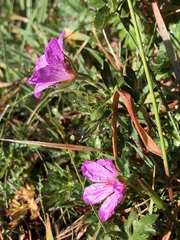 Geranium hayatanum