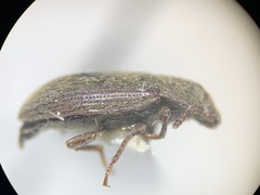 Tenebrionidae