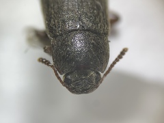 Tenebrionidae