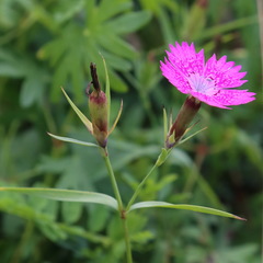 Dianthus caucaseus