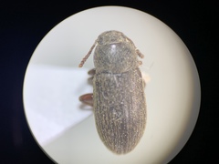 Tenebrionidae