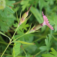Dianthus caucaseus