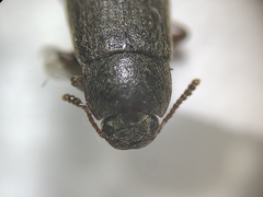 Tenebrionidae