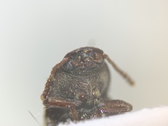Tenebrionidae