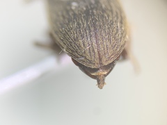 Tenebrionidae