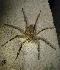 Selenops radiatus