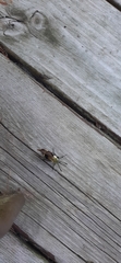Hemaris diffinis