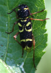 Xylotrechus insignis