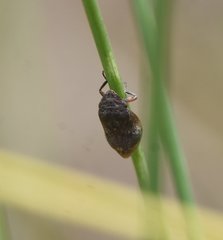 Lepyronia angulifera