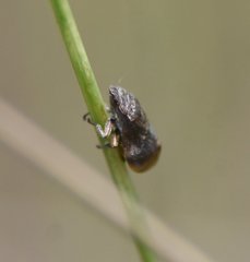 Lepyronia angulifera