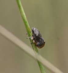 Lepyronia angulifera