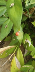 Angiospermae