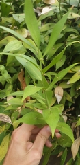 Angiospermae
