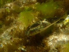 Torquigener pleurogramma