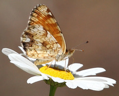 Phyciodes pulchella