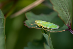 Draeculacephala crassicornis
