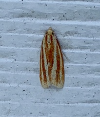 Sparganothis tristriata