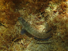 Omobranchus germaini