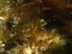 Helcogramma decurrens