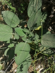 Salvia ringens